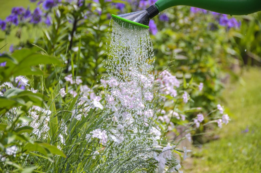 watering-garden-work-the-sun-morning-162513